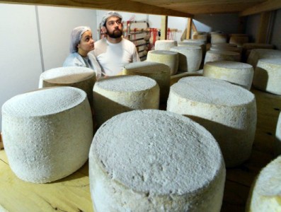 Минсельхоз предложил запретить сделанный не из молока сыр